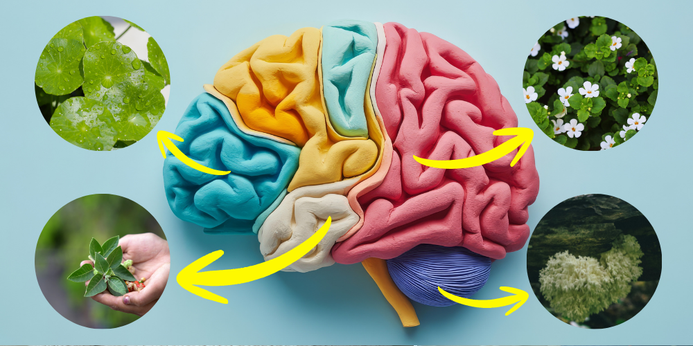 Herbal Brain Map