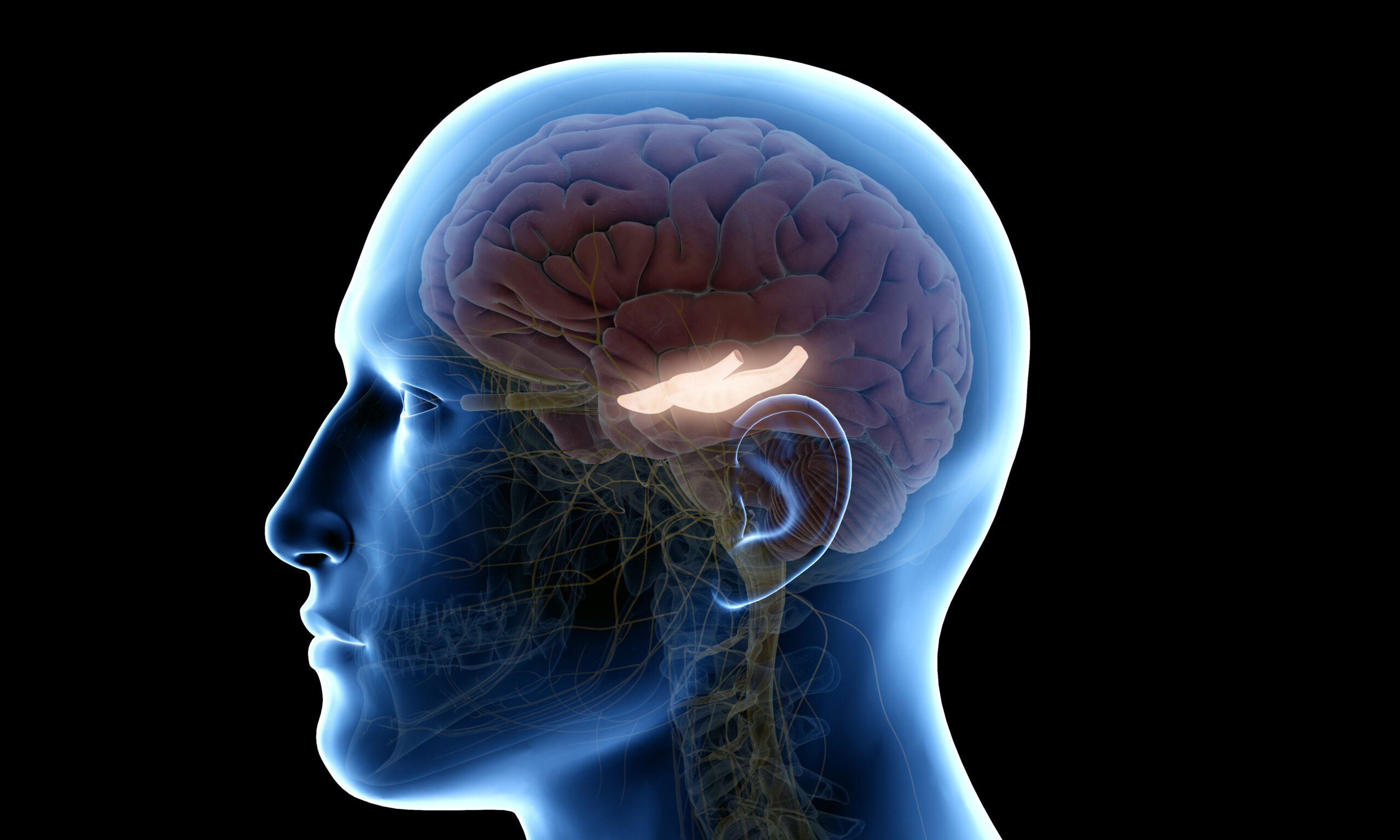 3d rendered medically accurate illustration of the hippocampus