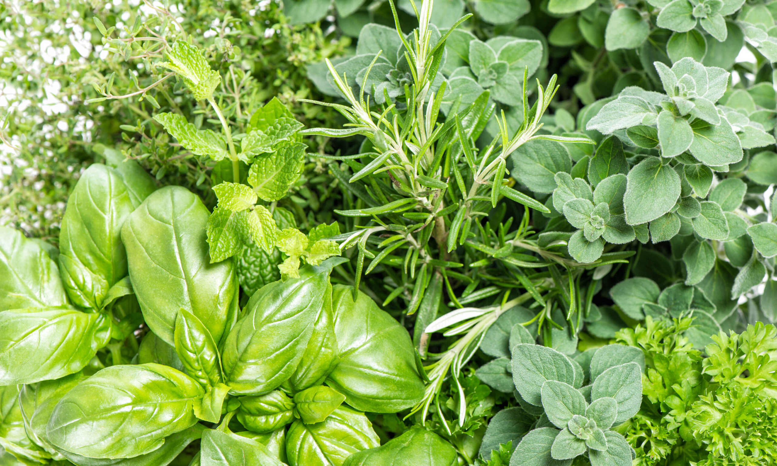 Kitchen herbs. Basil, rosemary, thyme, mint, oregano. Food background