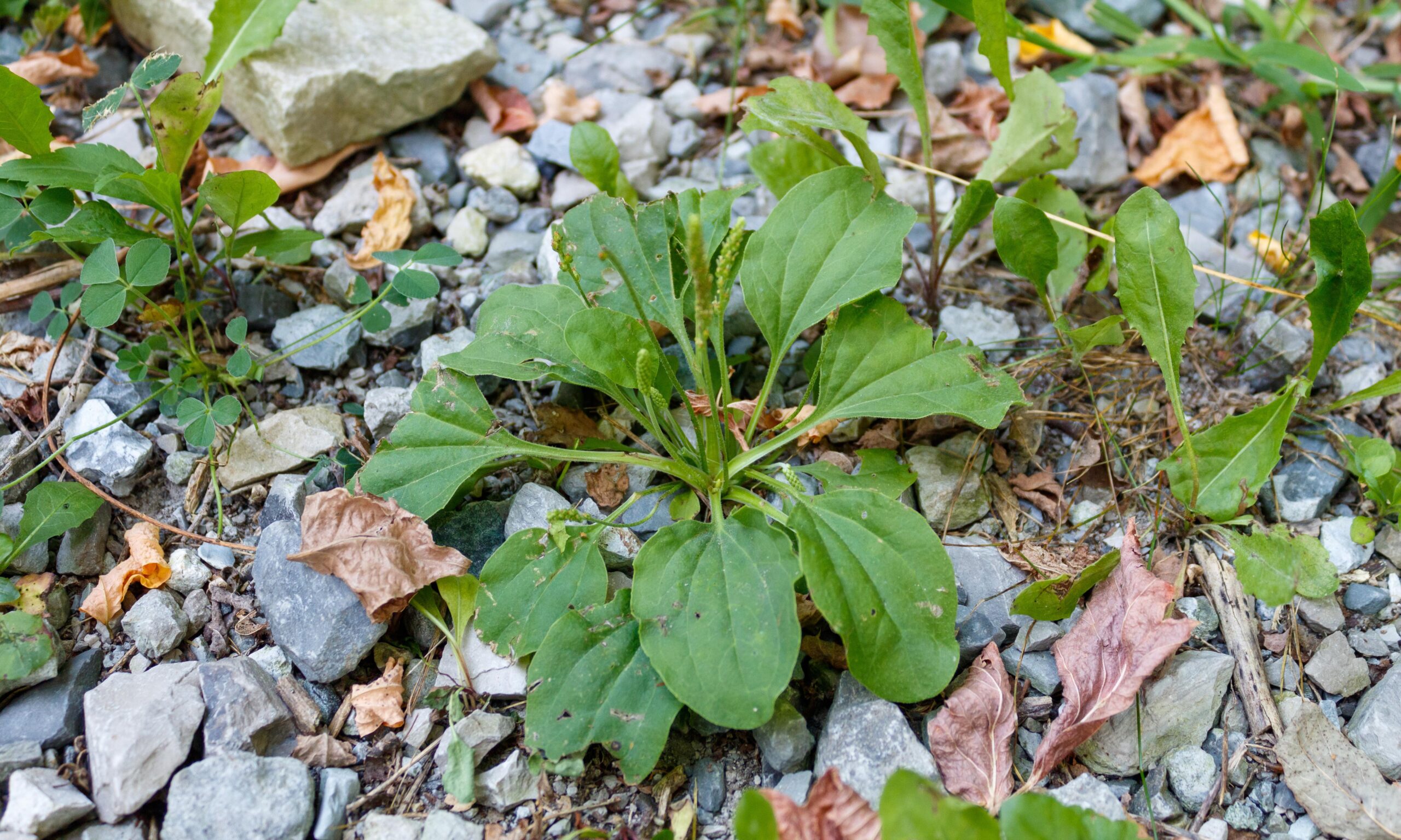 02 Plantain Poultice Ingredient Layout copy