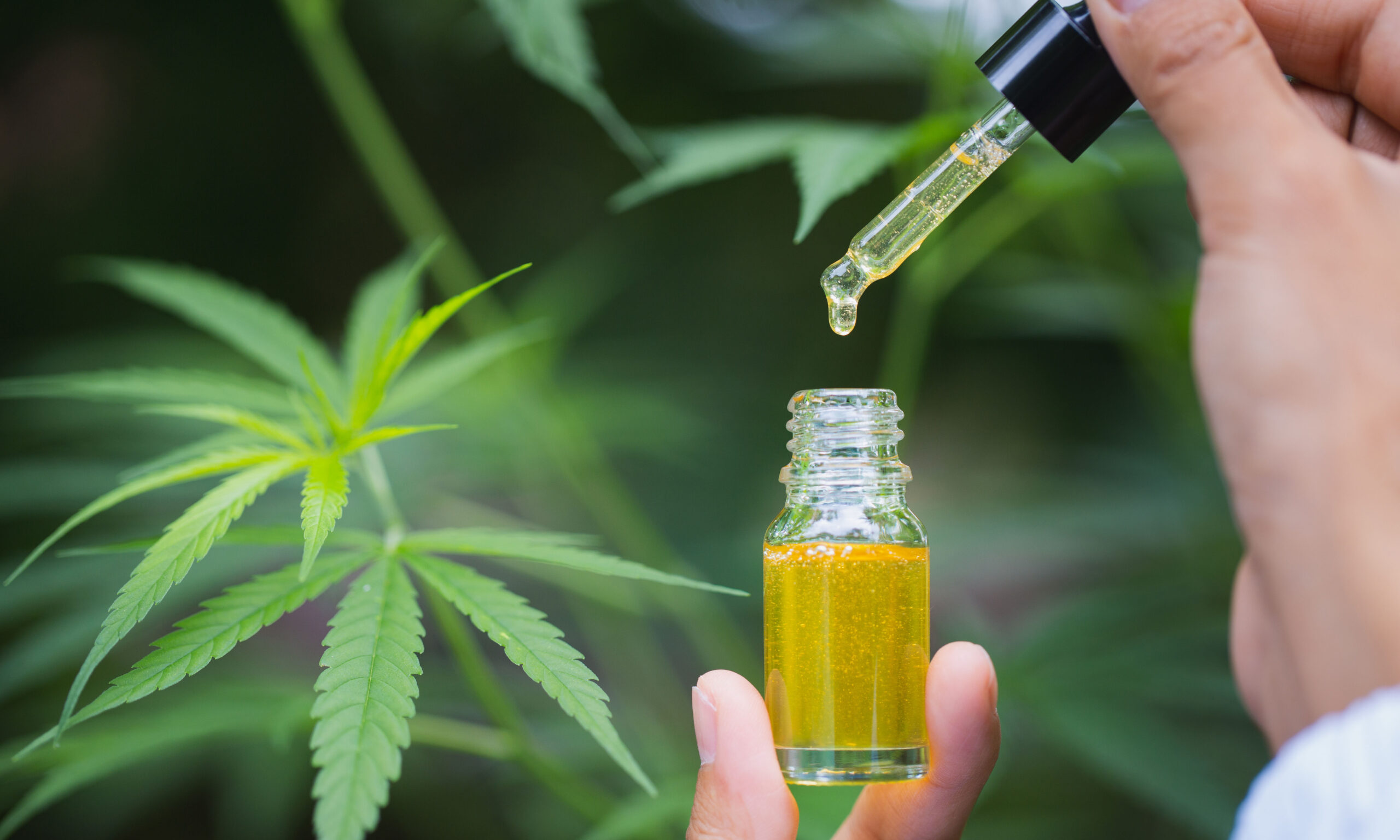 cbd hemp oil, doctor hand hold and offer to patient medical marijuana and oil., legal light drugs prescribe, alternative remedy or medication,medicine concept