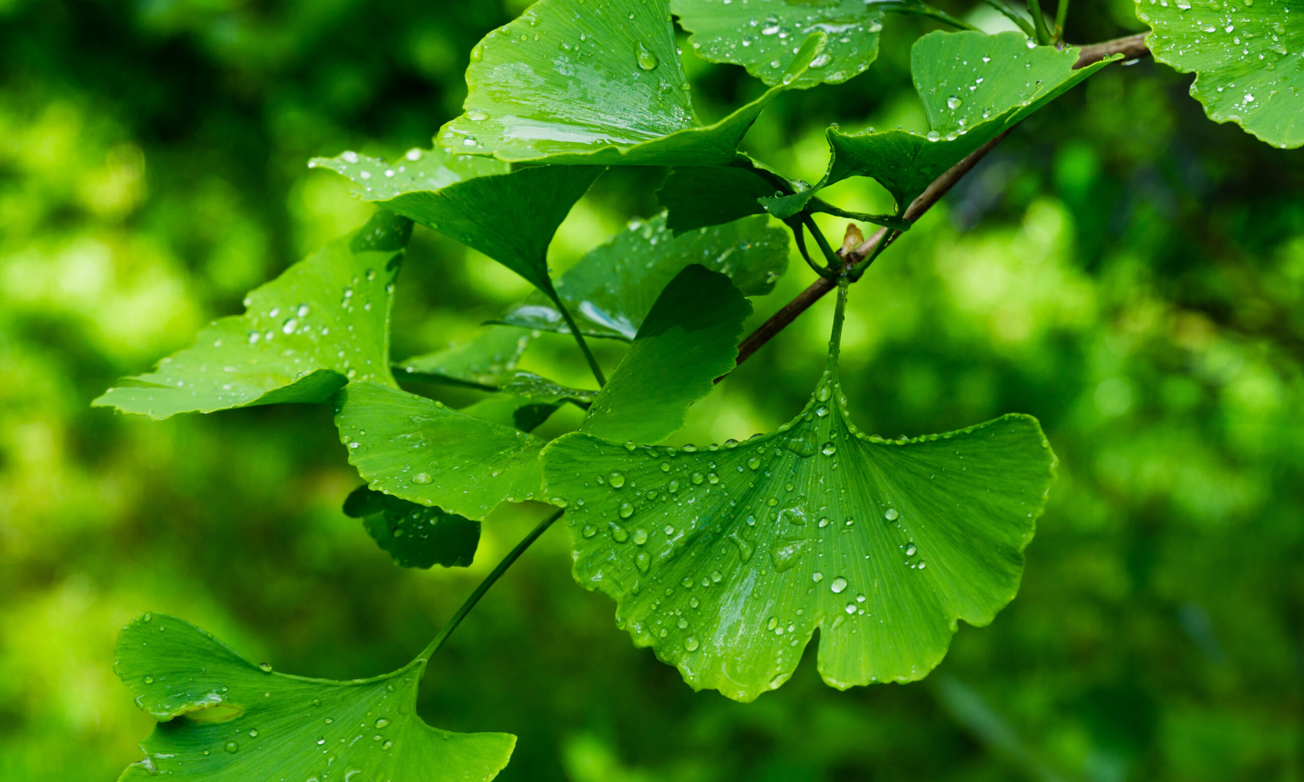 Ginkgo tree (Ginkgo biloba) or gingko with brightly green new leaves after rain against background of blurry foliage. Selective close-up. Fresh wallpaper nature concept. Place for your text