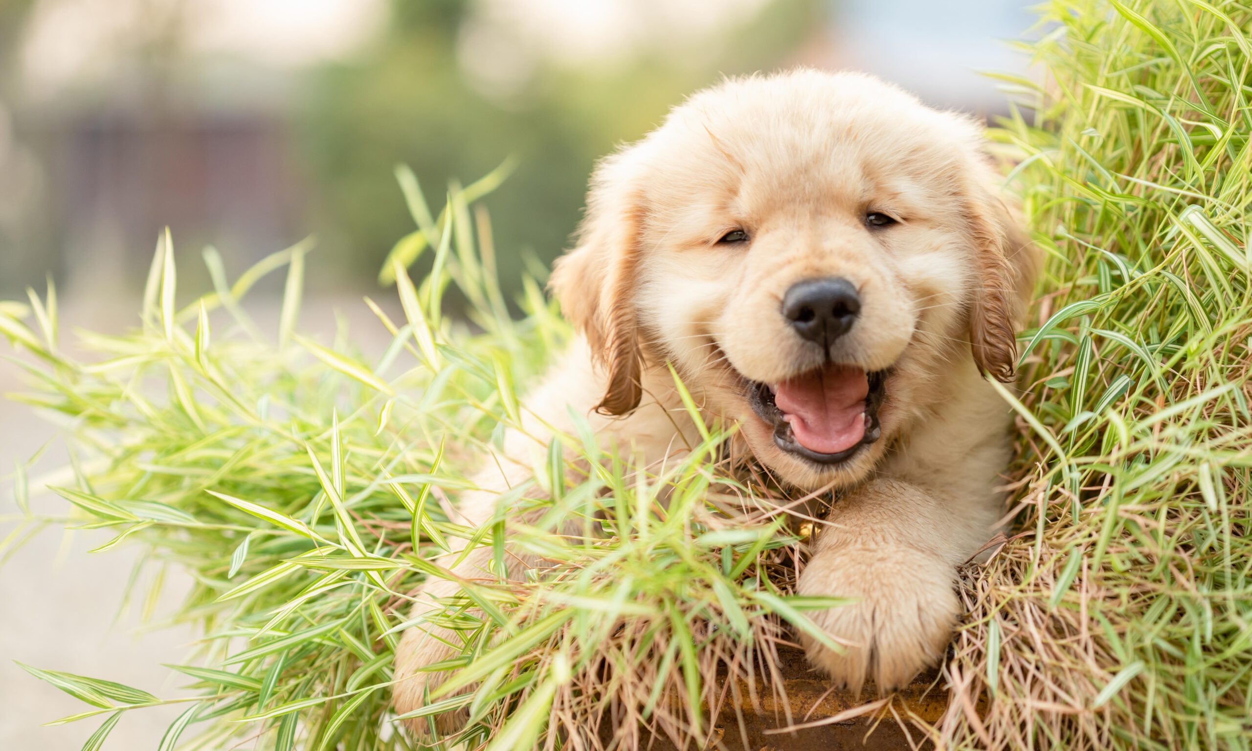 Little cute puppy (Golden Retriever) eating small bamboo plants or Thyrsostachys siamensis Gamble in garden pot