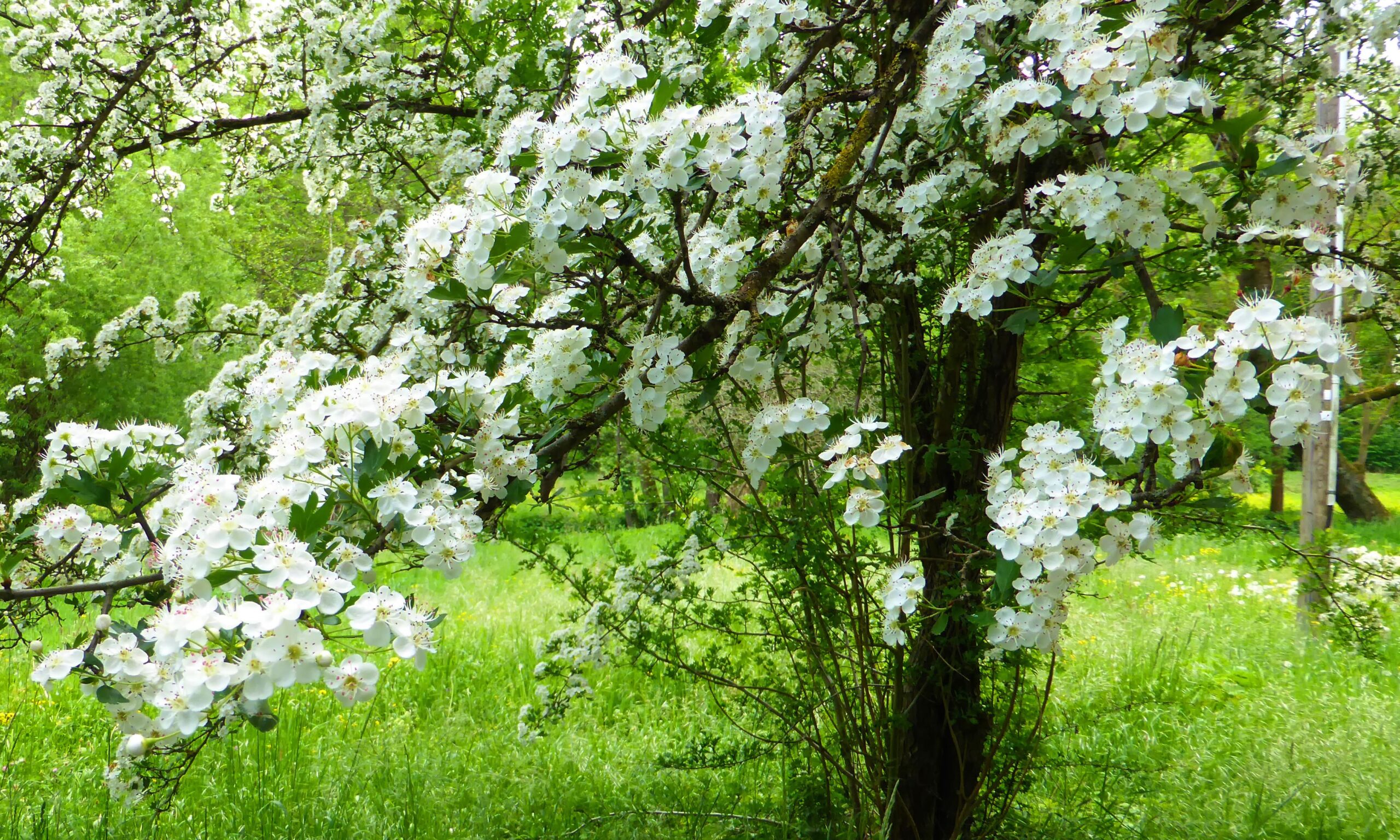 hawthorn blossom in spring in Germany