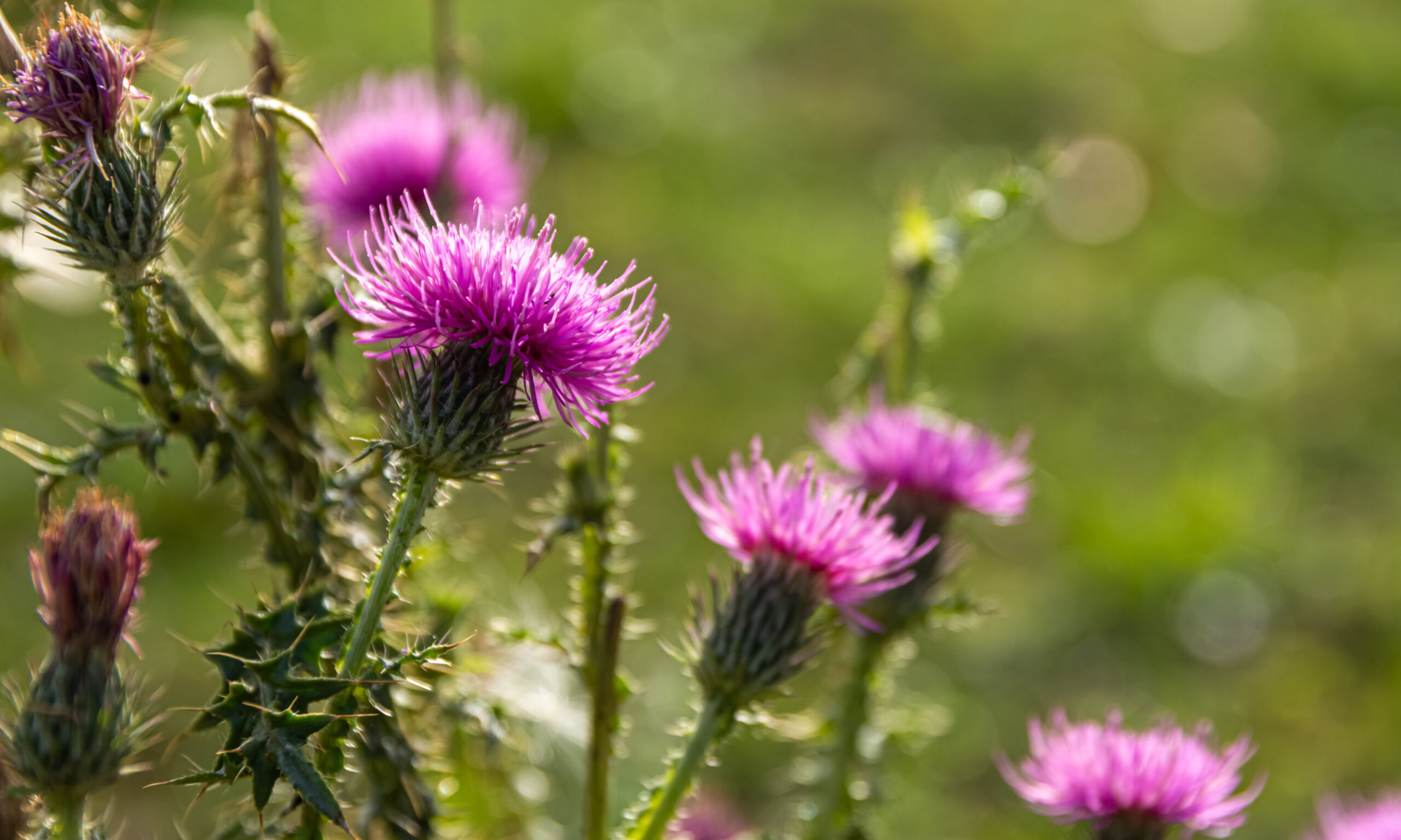 milk thistle in selective focus in the nature