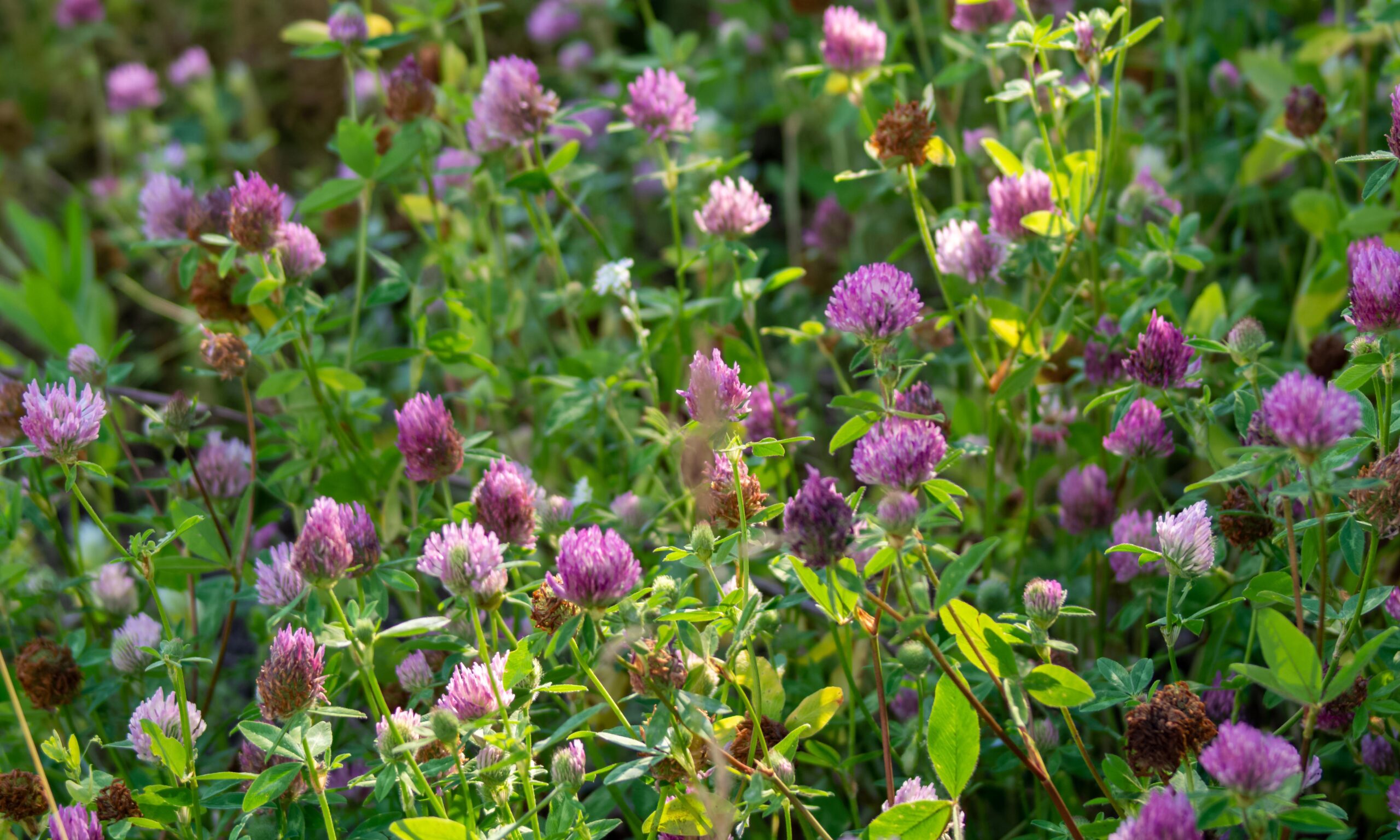 the red clover plant, close-up macro
