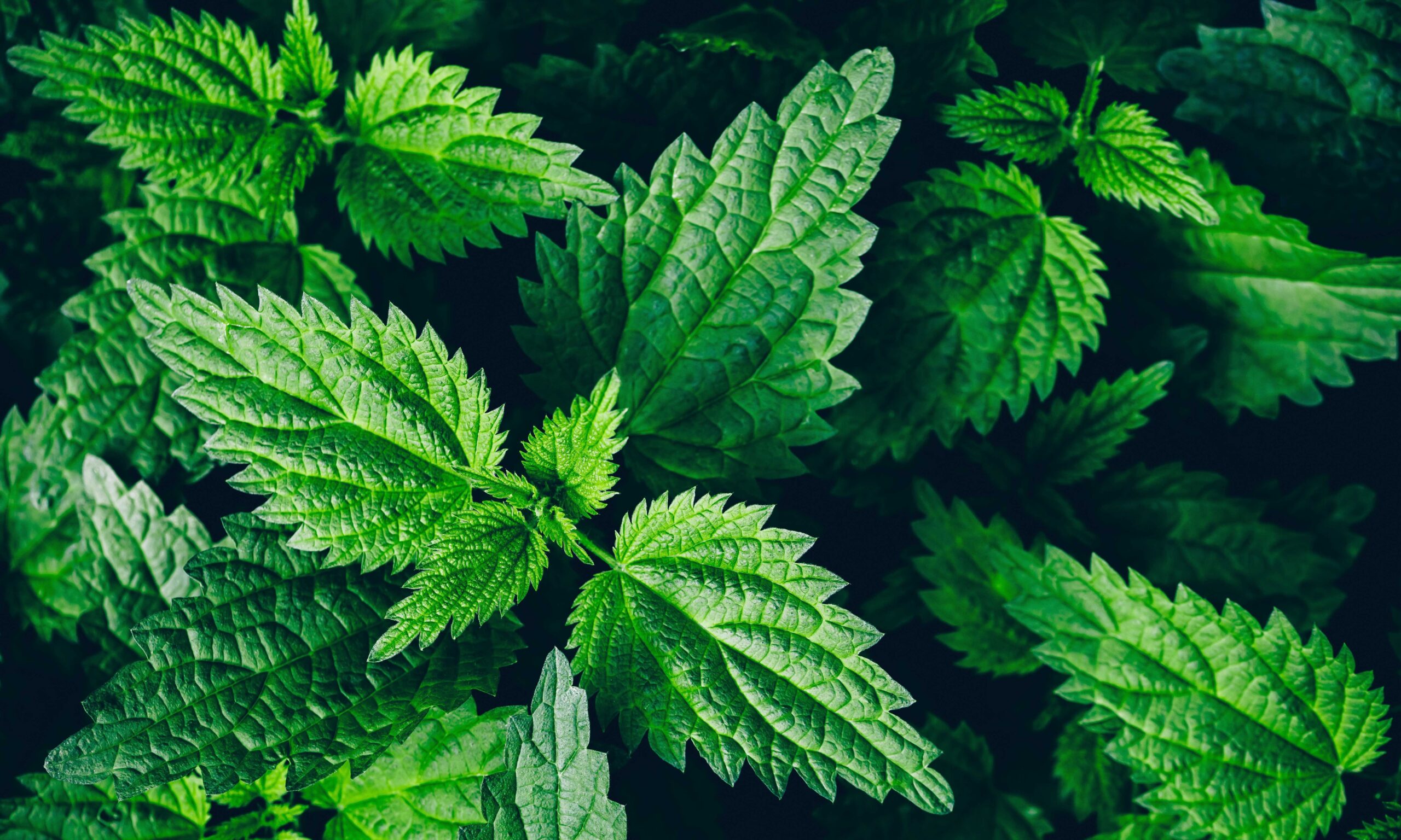 Stinging nettle leaves as background. Green texture of nettle. Top view.