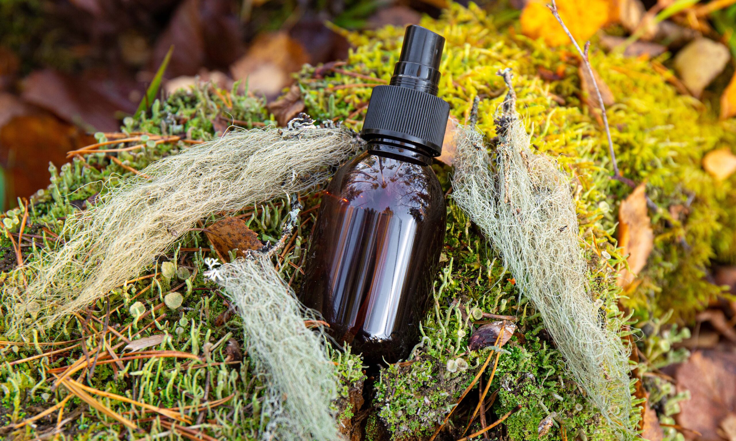 Usnea barbata or old man's beard or beard lichen tincture concep