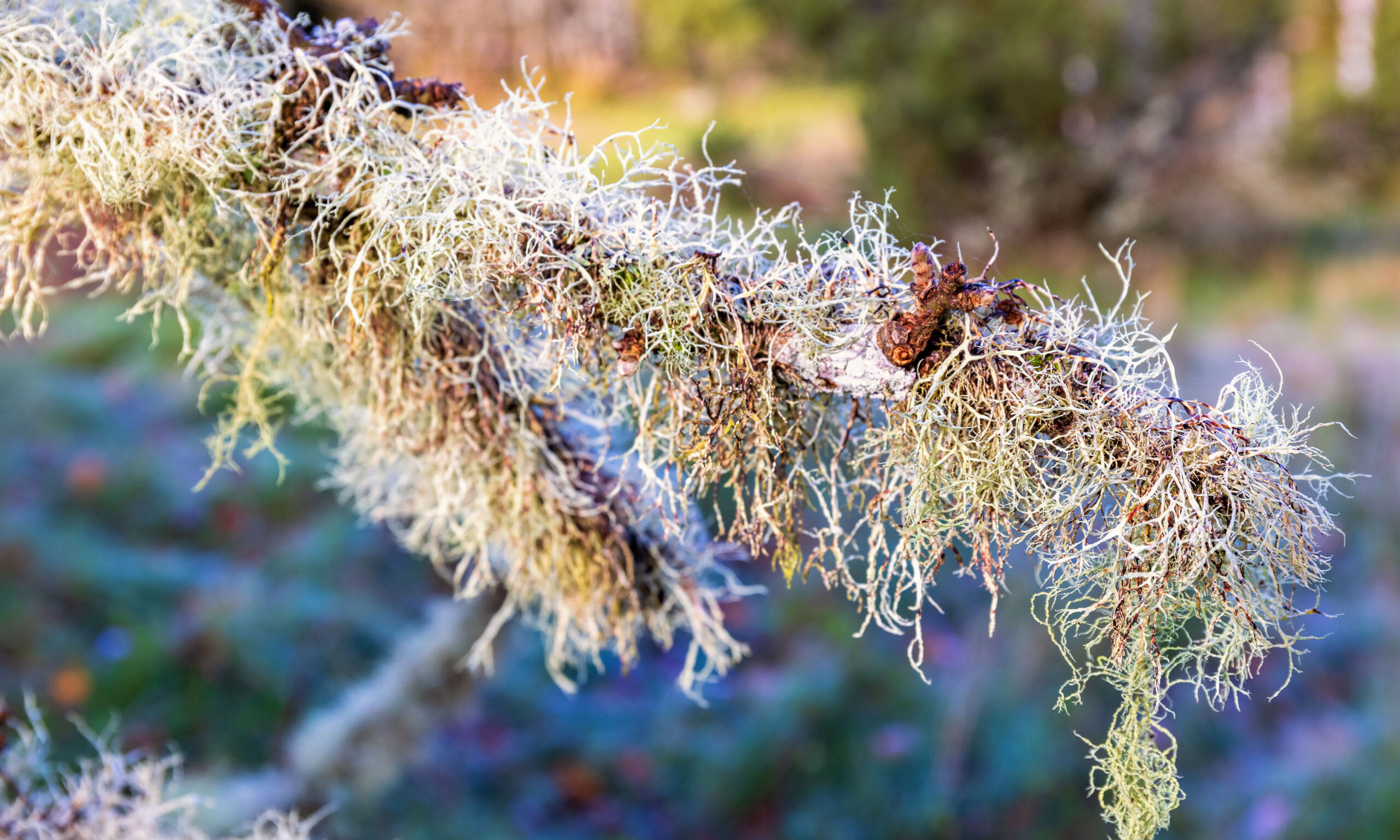 Close up at growing lichens on a tree branch in the nature