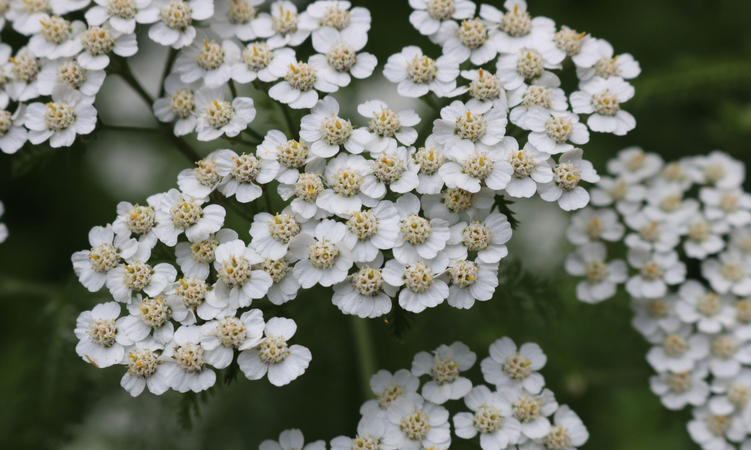 Bush of yarrow in full bloom