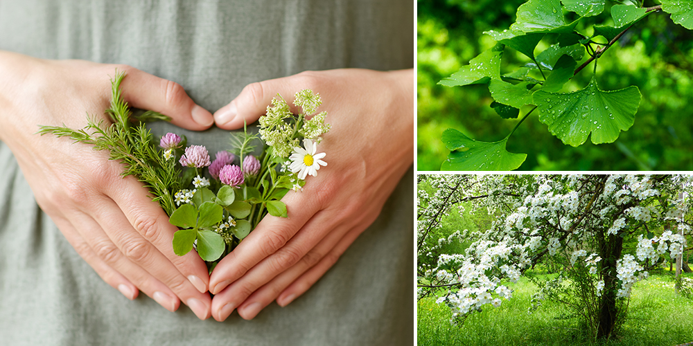 Blood Younger Cover Image