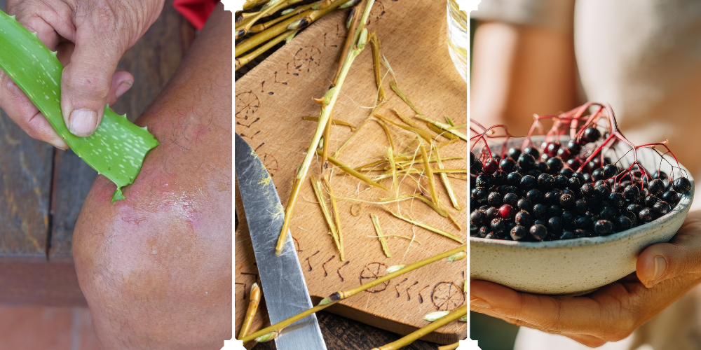 5 Herbs Better Than Store Bought Remedies