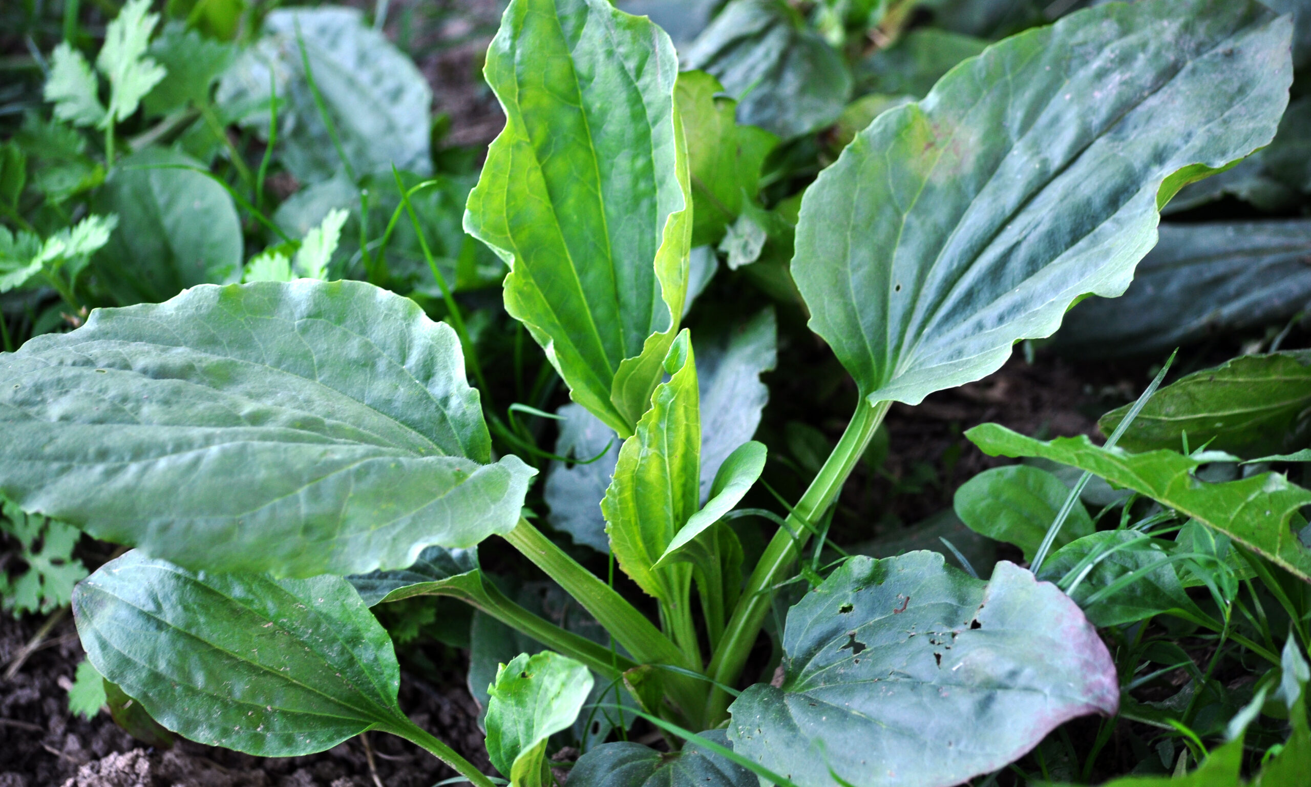 In nature, the plantain is growing. The plant is widely used in medicine and nutrition