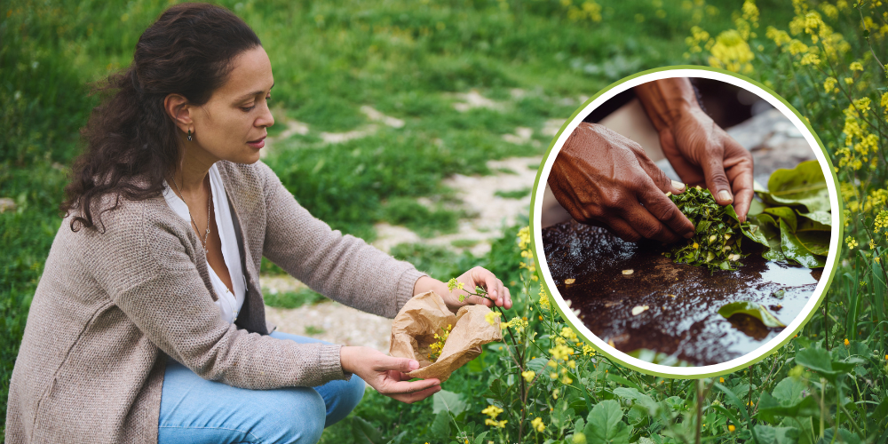 The All-Purpose Plant They Don’t Want You To Know About