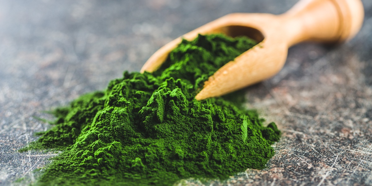 Green chlorella powder in wooden scoop.