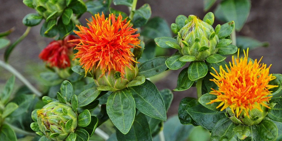 yellow flower of Carthamus tinctorius