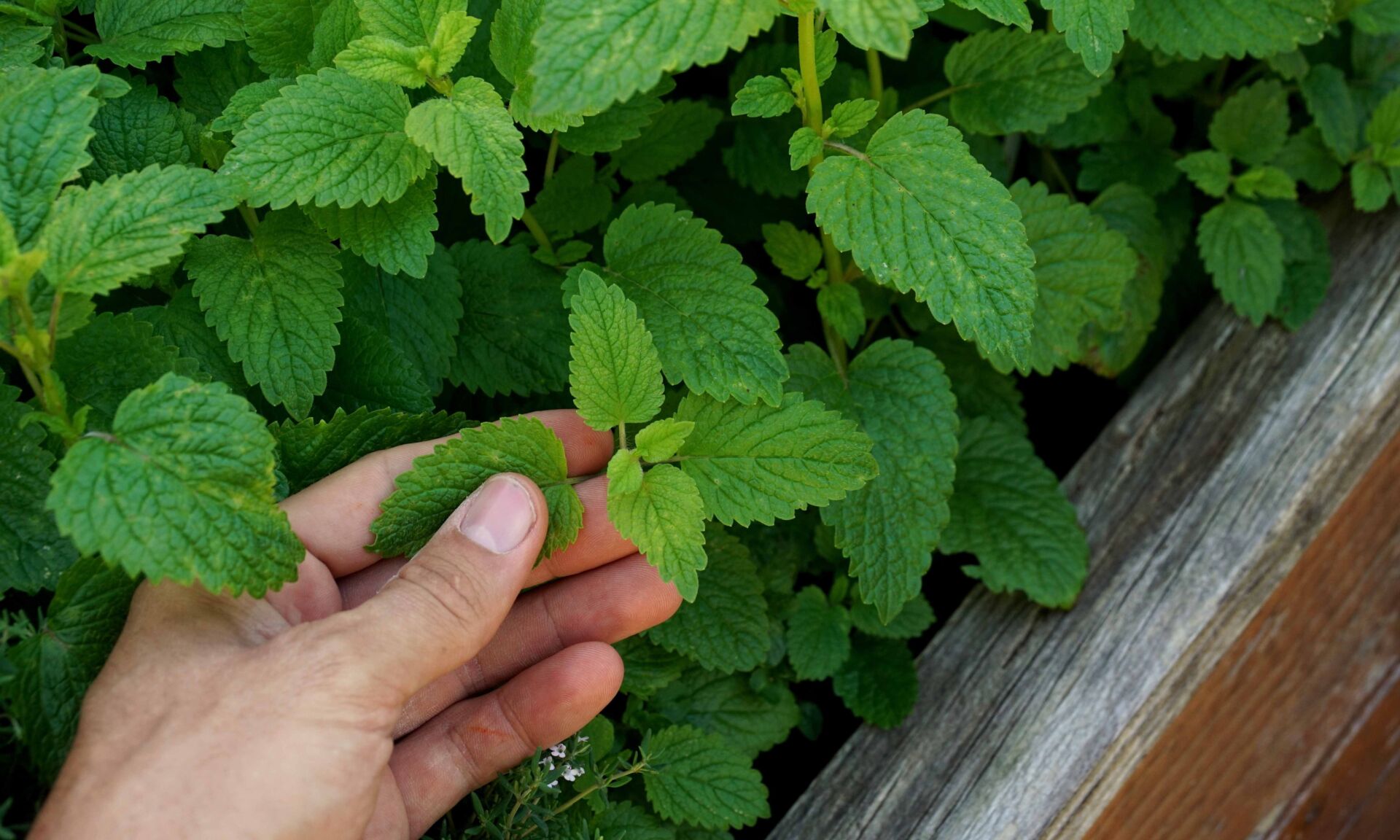 Hand picking fresh green lemon balm from a herbal garden