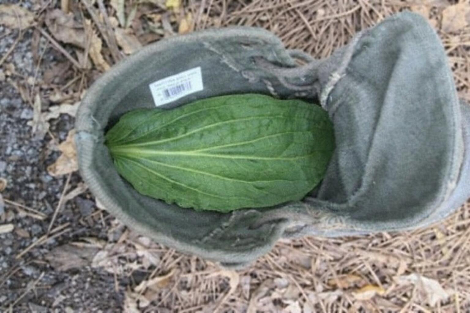 Old shoe with plantain leaf inside