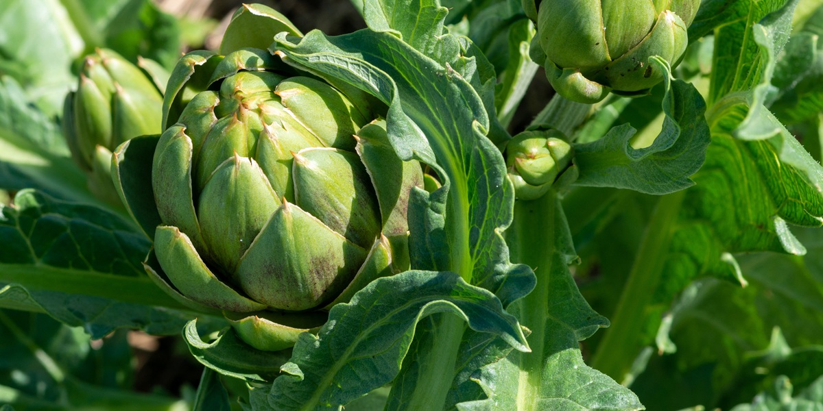 artichoke