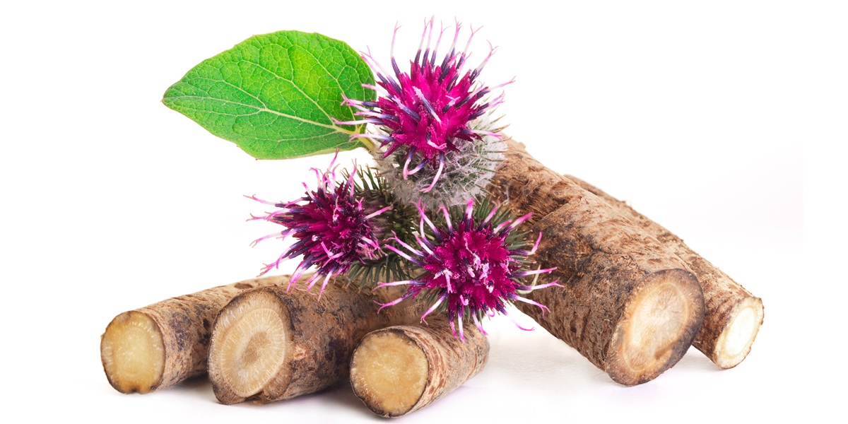 Burdock roots 
