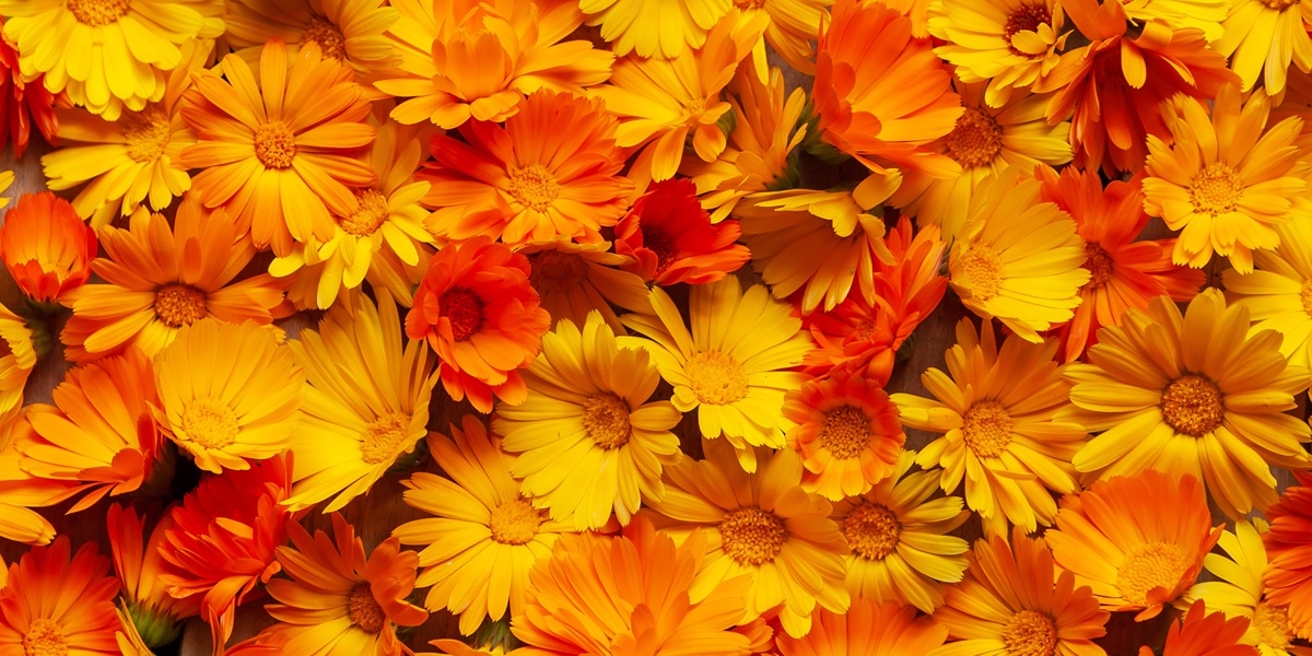 Calendula