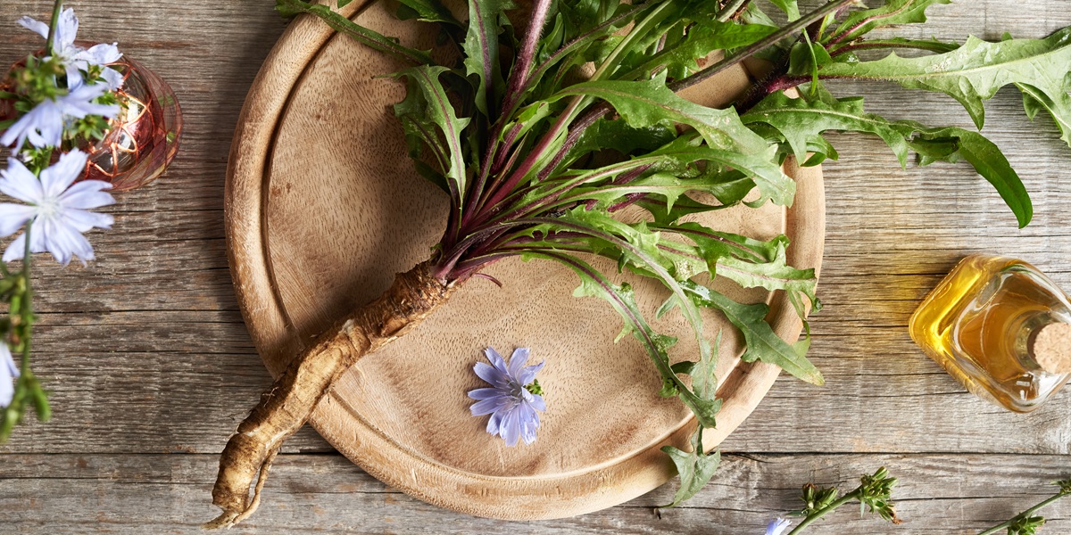 Fresh wild chicory 