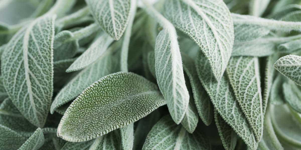 sage