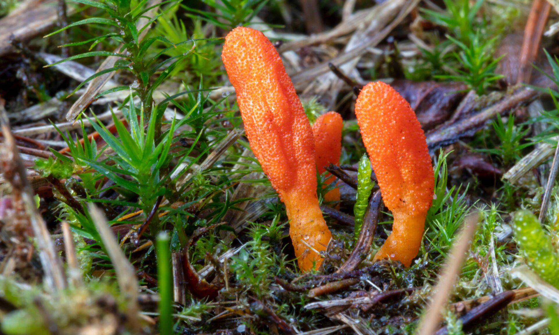 colorful wild Cordyceps militaris mushroom close-up view