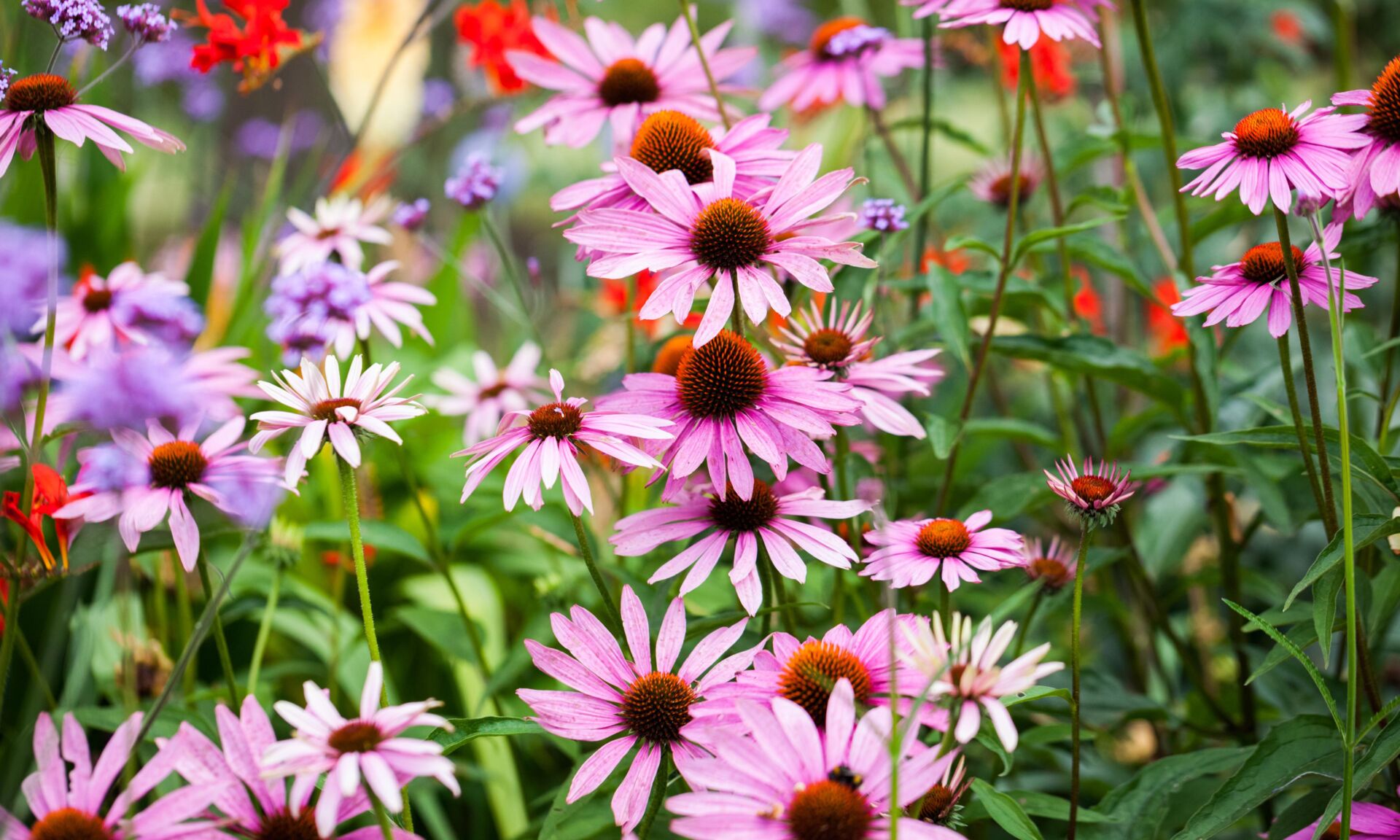 Beautiful echinacea flowers in Kew Gardens, London