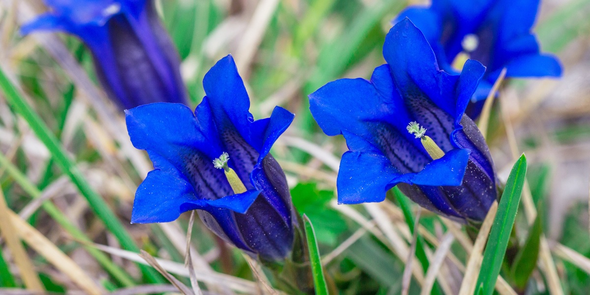Clusius gentian blue flowers in closeup view, growing in a natural environment.