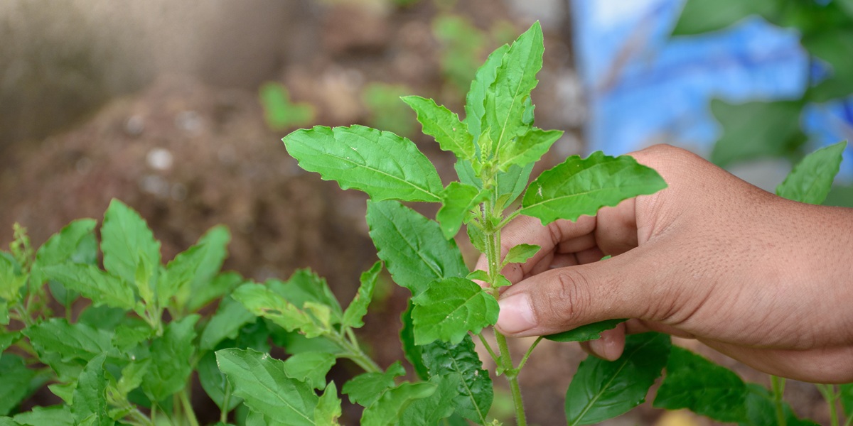 Hand tear veggies leaf on vegetable tree in natural and soft sunlight blur background, Hands picking holy basil leaves from plant, an ingredient used in cooking and used as a medicinal herb.