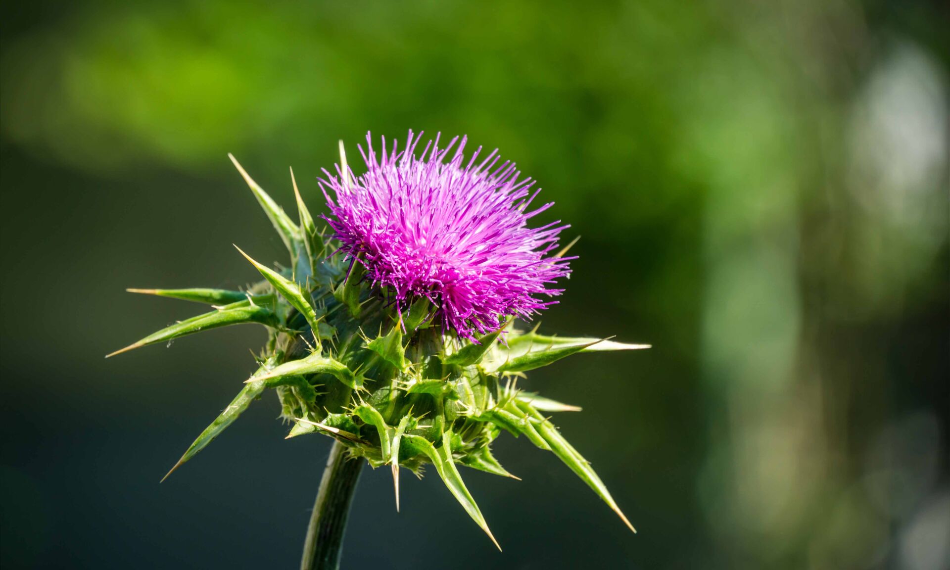 Pink flowering thistle Cardus marianus or Saint Mary's thistle (Silybum marianum)on background of blurred greens. Milk thistle is valuable plant used for medicinal purposes. Selective focus close-up