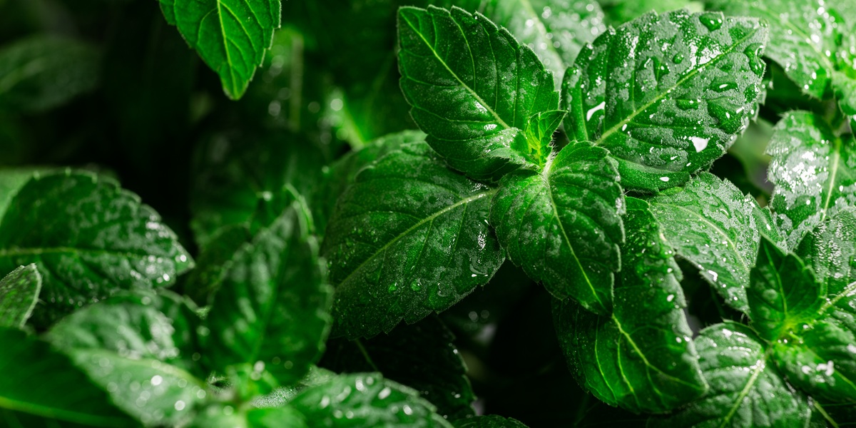Rama Tulsi, the Indian Holy Basil, selective focus. Ocimum sanctum plant, ayurvedic herb