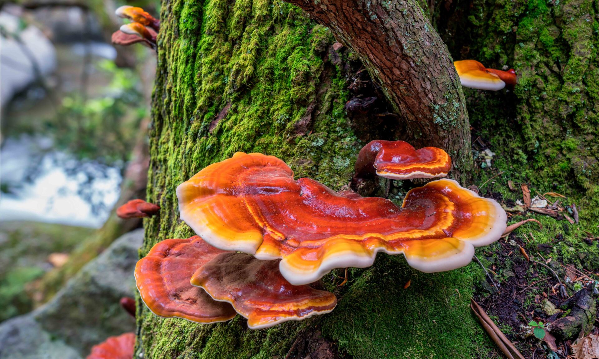 Red and Orange Mushroom Fungus growing on tree near stream