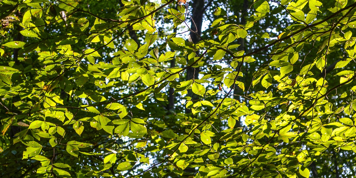 Many slippery elm tree leaves in sunlight with yellow green tint