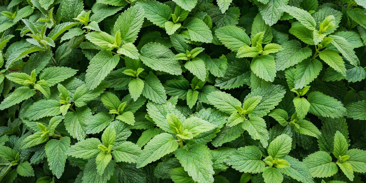 spearmint
