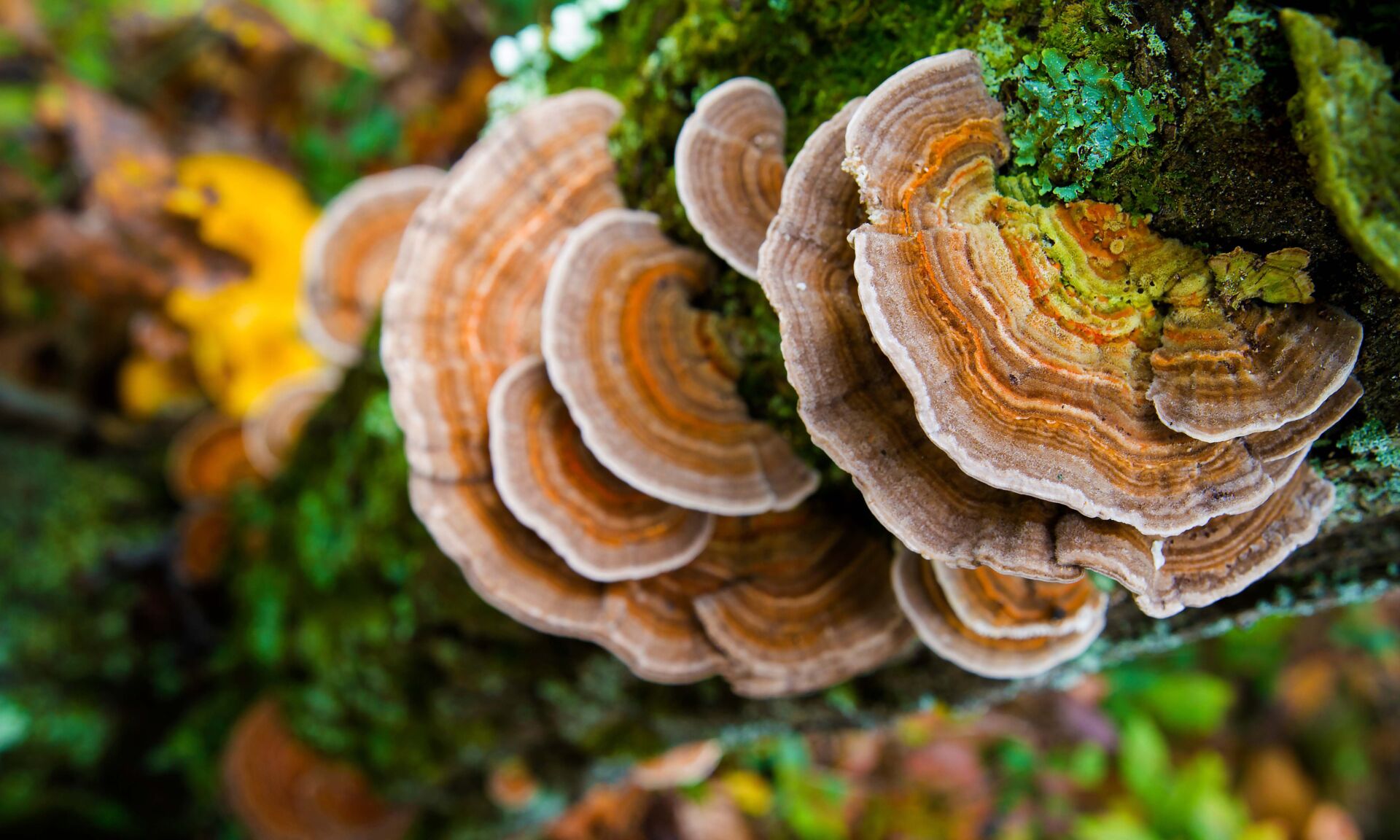 Medicinal Turkey Tail Mushroom