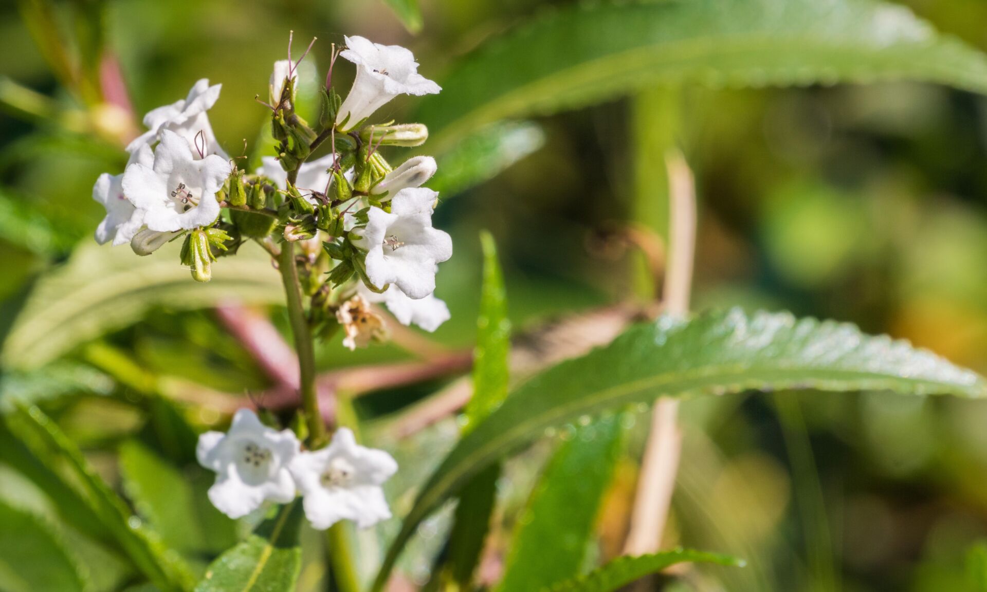 Yerba santa (Eriodictyon californicum) in bloom, Stebbins Cold Canyon, Napa Valley, California