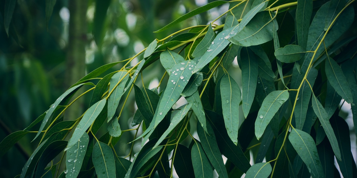 Eucalyptus leaves