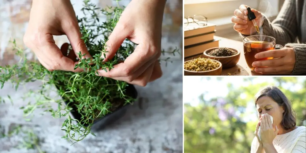 How to use thyme to fight off coughs and congestion