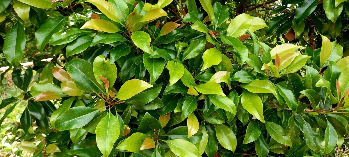 Syzygium aromaticum cloves
