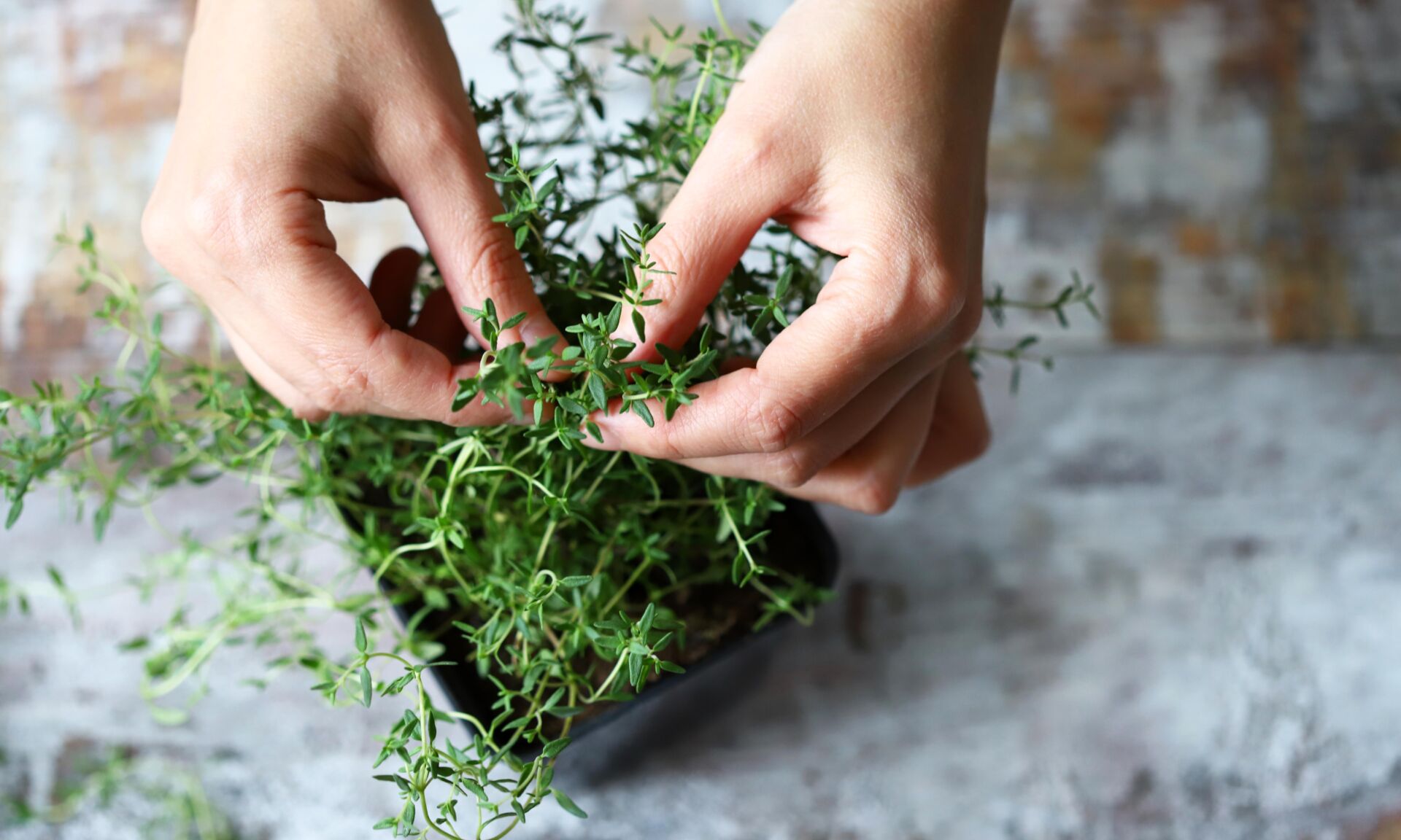 Selective focus. Women's hands are holding the branch of thyme i