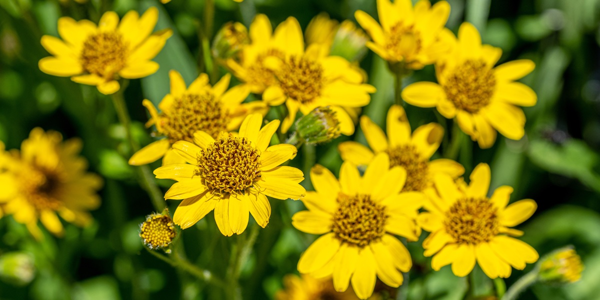 arnica