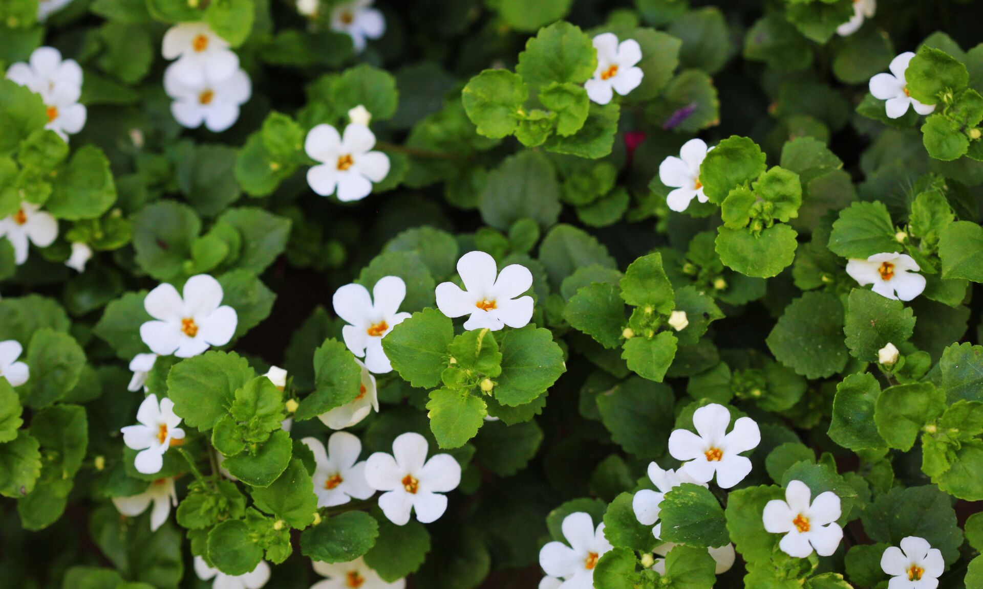 Bacopa monnieri, herb Bacopa is a medicinal herb used in Ayurveda, also known as "Brahmi", a herbal memory
