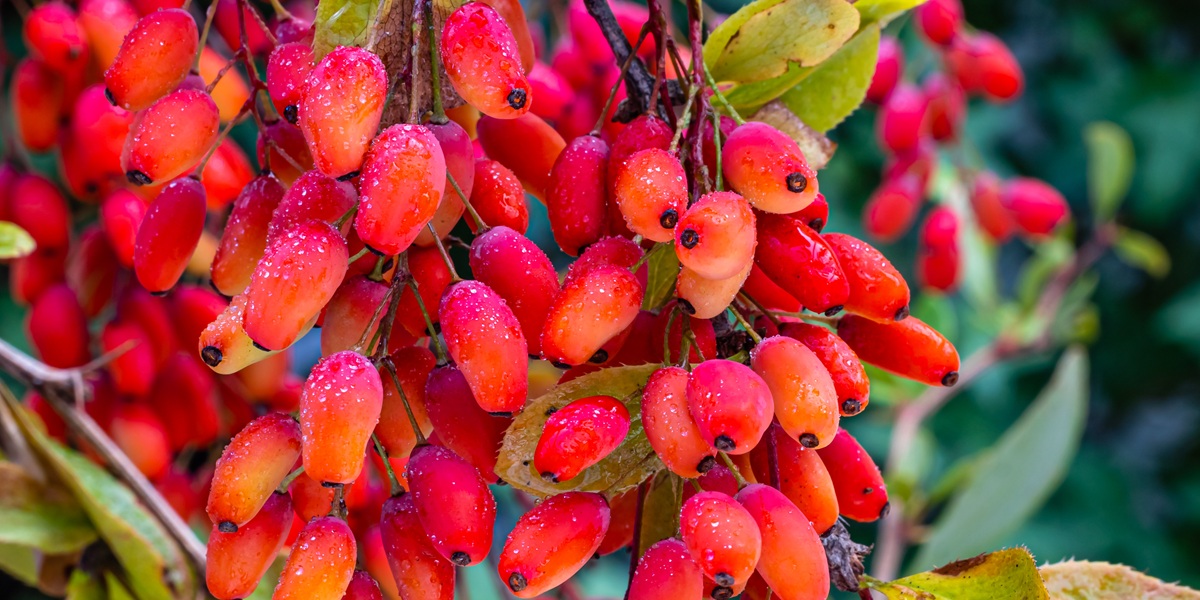 barberry