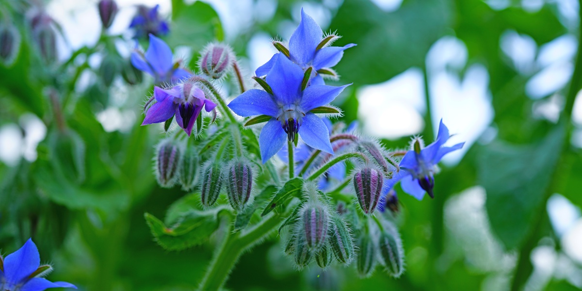 borage
