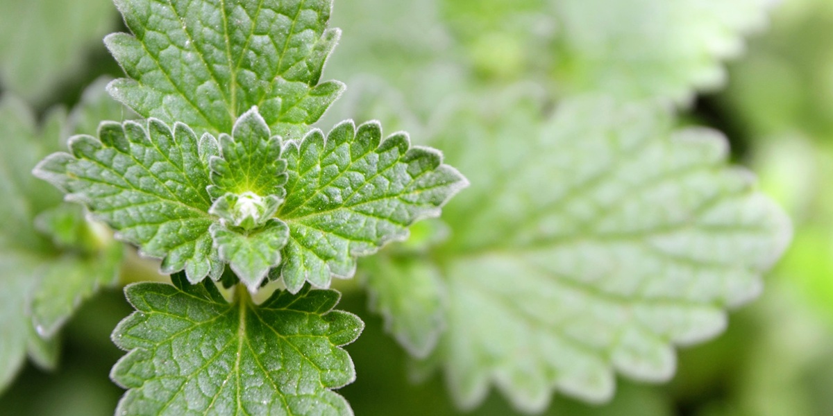 catnip