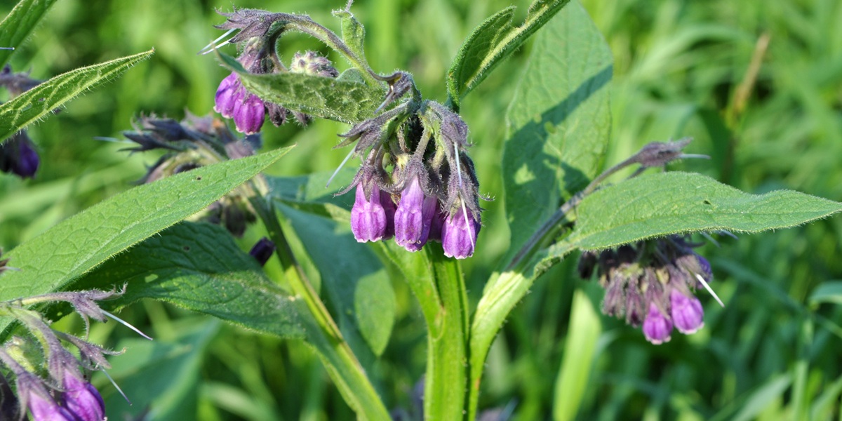 comfrey