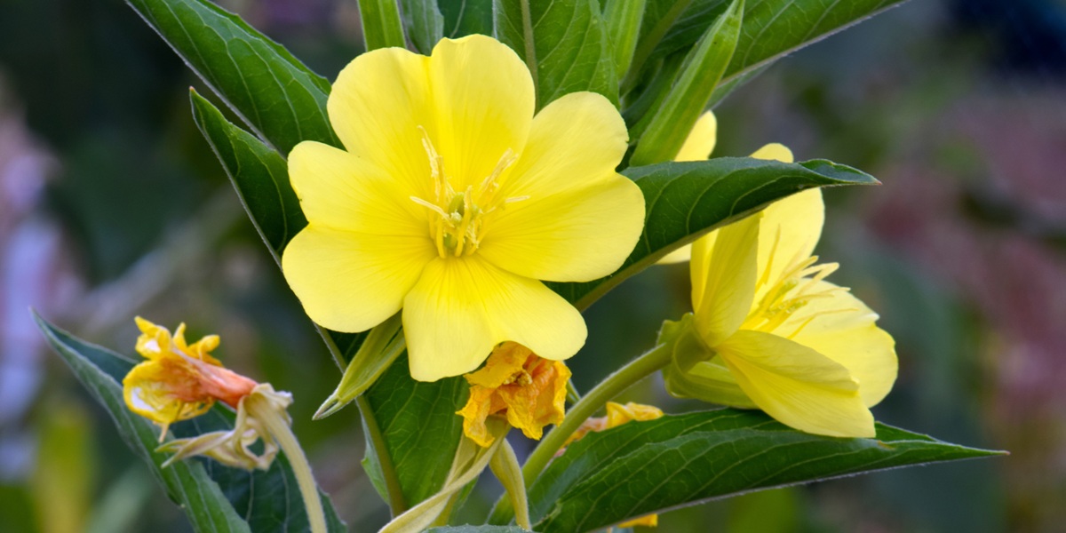 evening primrose