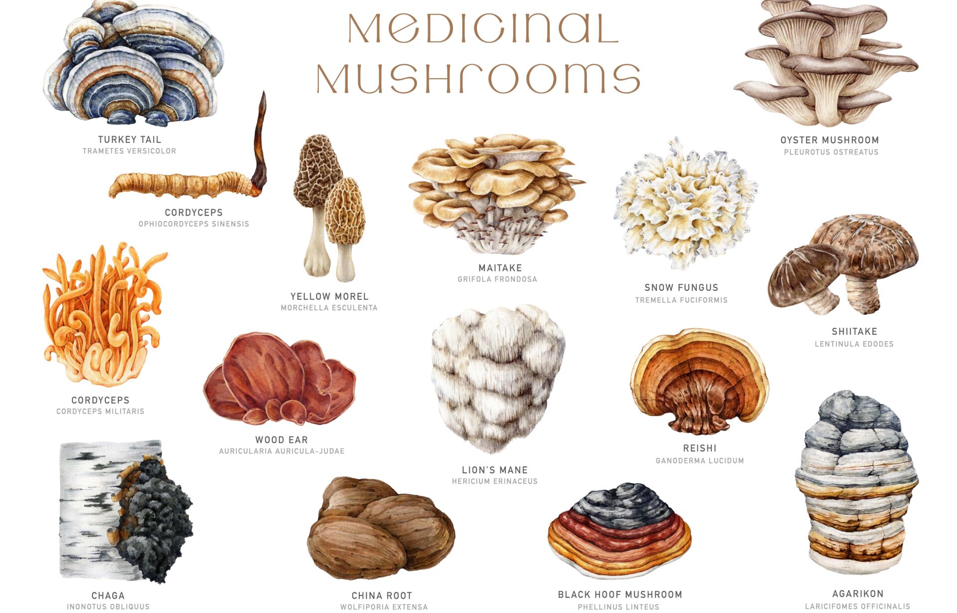 Medicinal mushrooms set. Watercolor illustration. Hand painted medicinal fungus natural elements. Lions mane, chaga, reishi, cordyceps, maitake, turkey tail mushroom collection. White background.